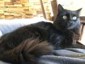 Arya (1)